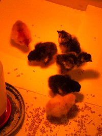 Chicks Bantam Cochin , Sumatras