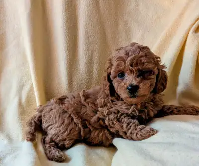 Red Toy Poodle Puppies, View more