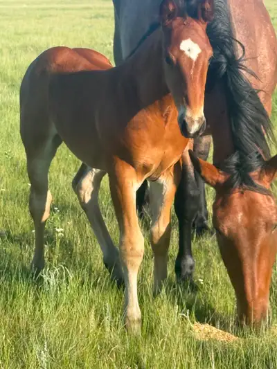 Draft x bay stud colt, View more