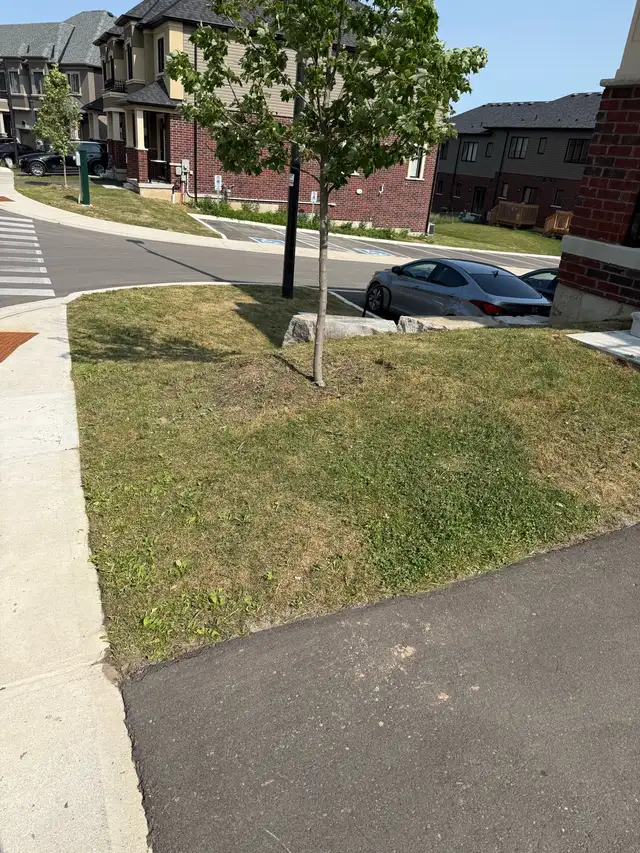 lawn care538448435652874241