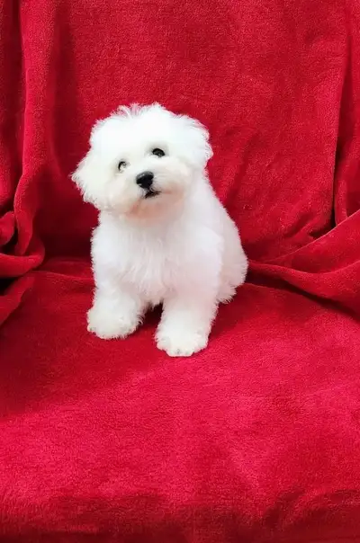 Gorgeous Quality Purebred Bichon Frise puppies, View more