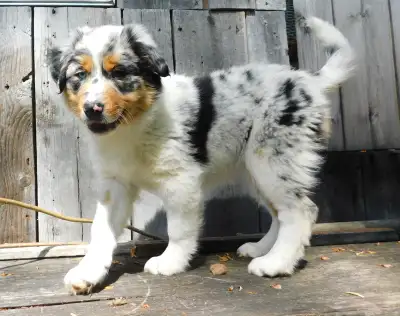Australian Shepherd Border Collie, View more