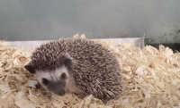 Young male dwarf hedgehog 