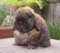 Looking for a holland lop doe