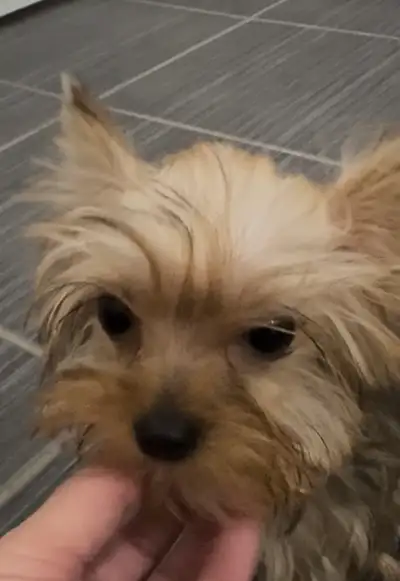 Sweet Yorkie Puppy **Girl** Looking for a Loving Forever Home, View more