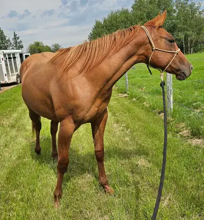 aqha red dun filly, View more