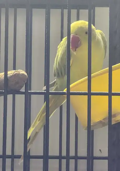 Talkative Female Indian Ringneck, View more