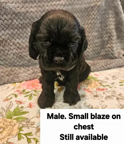 CKC Registered American Cocker Spaniel Pups, View more