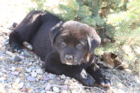 Ready to go Great Pyrenees cross puppies, 1 male left