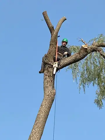 TREE & LIMB REMOVAL SERVICE, View more