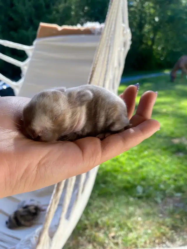 Holland lop baby bunnies✨ in Small Animals for Rehoming in Delta/Surrey/Langley - Image 6