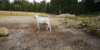 Saanen milk goat family  (Maple Ridge)
