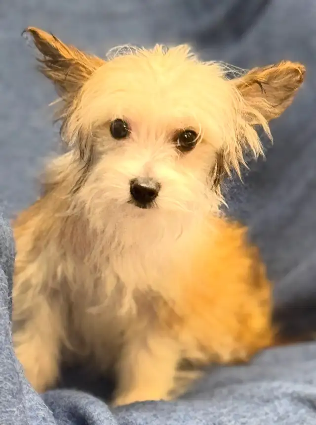Yorkie poodle puppies in Dogs & Puppies for Rehoming in Calgary - Image 2