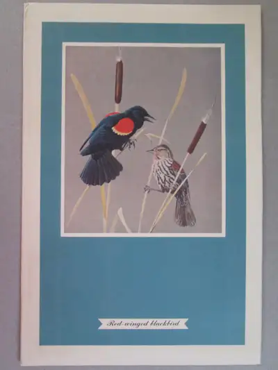 F. Lansdowne print - Red Winged Blackbird (7 1/4 x 11 1/8 unfram, View more