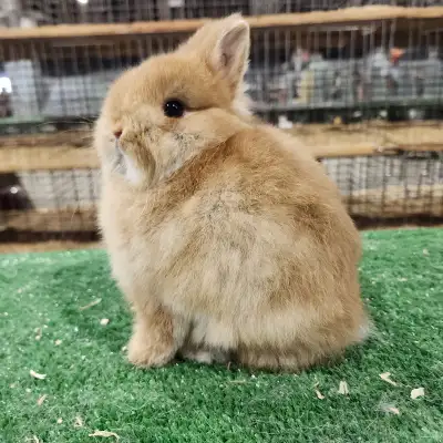 EXTRAORDINARY baby bunny Netherland dwarf, Holland lop, mini rex, View more