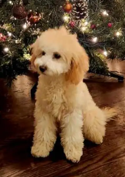 Toy Poodles & MaltiPoo Available, View more