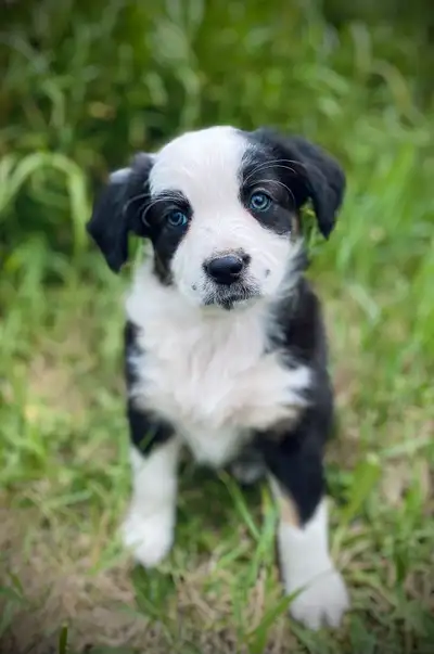 •GORGEOUS PUREBRED• •Australian Shepherd Puppies• We have 10 puppies available. • 4 Males • 6 Female...