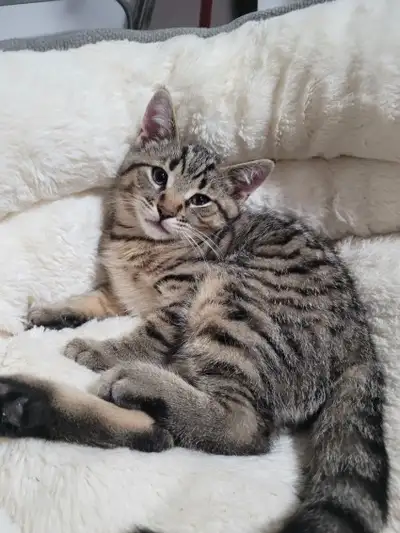 Adorables chatons de 3 mois cherchent une nouvelle famille aimante. Ils sont complètement sevrés, pr...