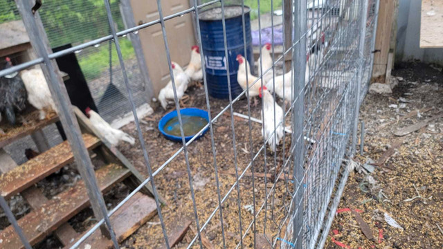 Free Range Organic Chickens in Livestock in Oakville / Halton Region - Image 3