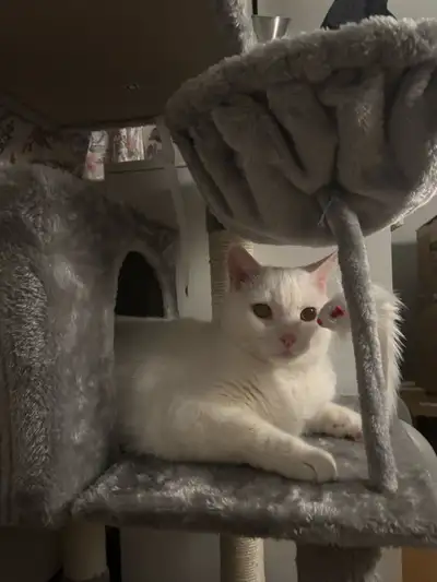 Free White Male Cat , View more