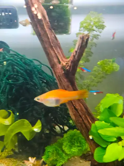 Premium Swordtails - Fry to Juveniles various sizes, Voir plus