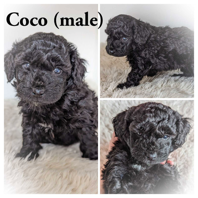 F1B Cavapoo Puppies!!  in Dogs & Puppies for Rehoming in Vancouver - Image 3