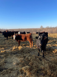 Replacement heifers 