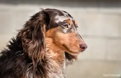 Show quality CKC miniature dachshunds, View more