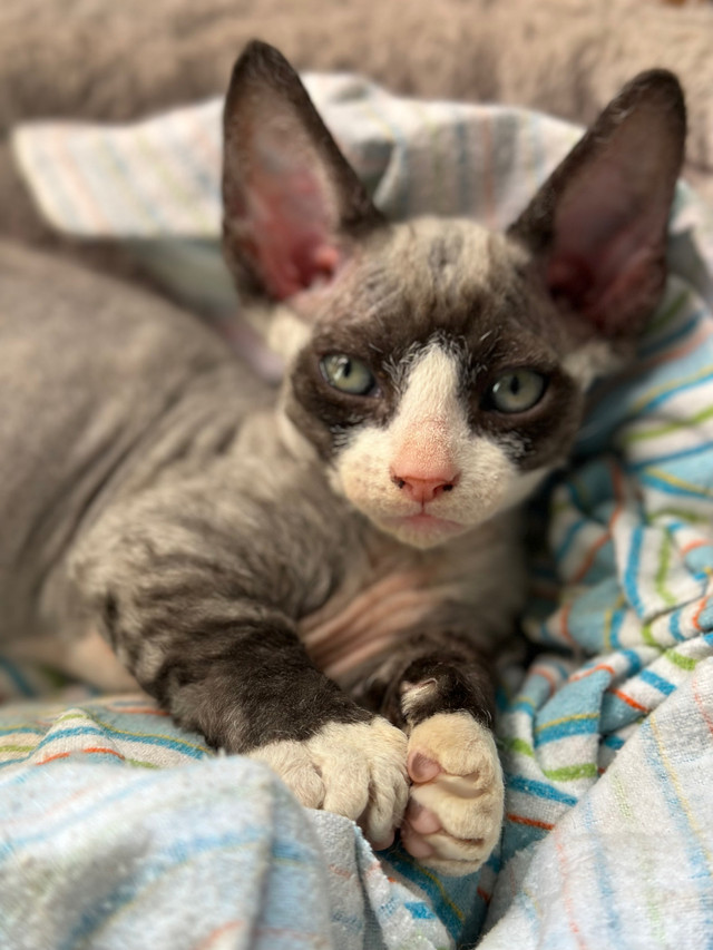 SPHYNX - DEVON REX -  BAMBINO dans Chats et chatons à adopter  à Saguenay