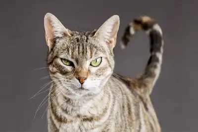 Looking For Male Cat ASAP, View more