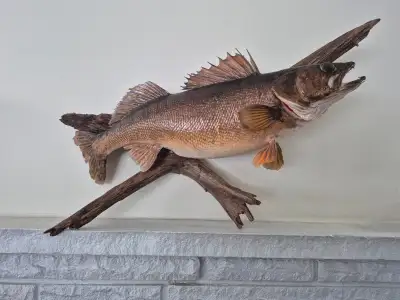 Antique walleye fish wall mount, View more