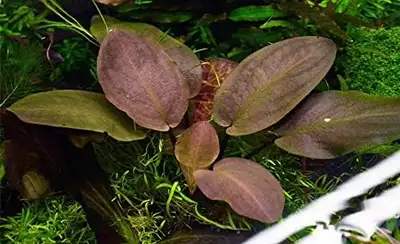 Lagenandra Red Round Rooted plant with a red/maroonish colour $5 for a plant. Roughly 3-6 leaves per...