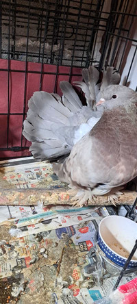 Beautiful faintail female pegeon for sale 