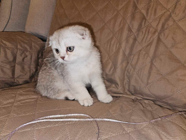 Scottish Fold kitten in Cats & Kittens for Rehoming in City of Toronto - Image 4