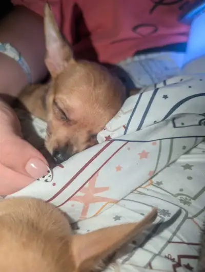 Adorable Merle Chihuahua Puppy - Last One Left!, View more