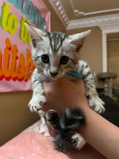 Beautiful bengal kittens ready to go Check out our instagram page @bclionkingbengals