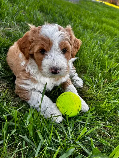 Aussiedoodle puppies, View more