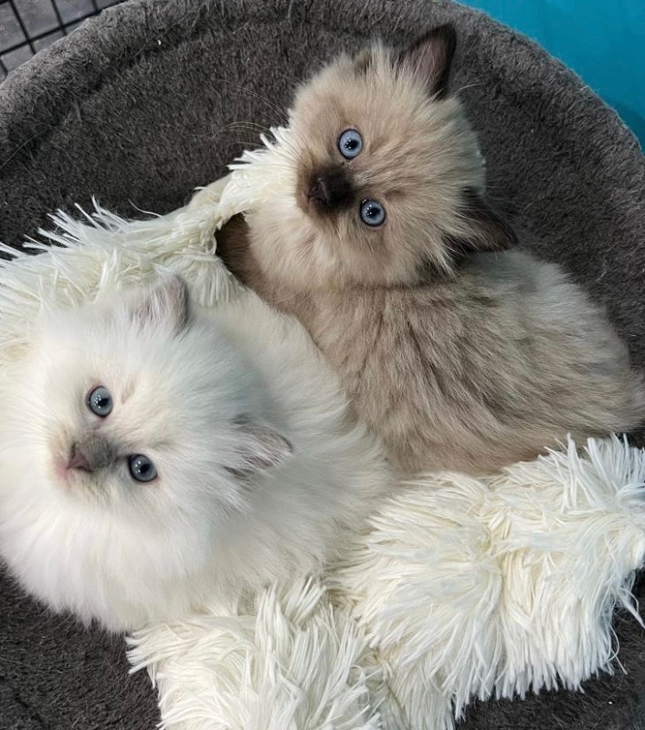 Cute and playful pure Ragdoll kittens! (2 males & 1 female left) Cats & Kittens for Rehoming