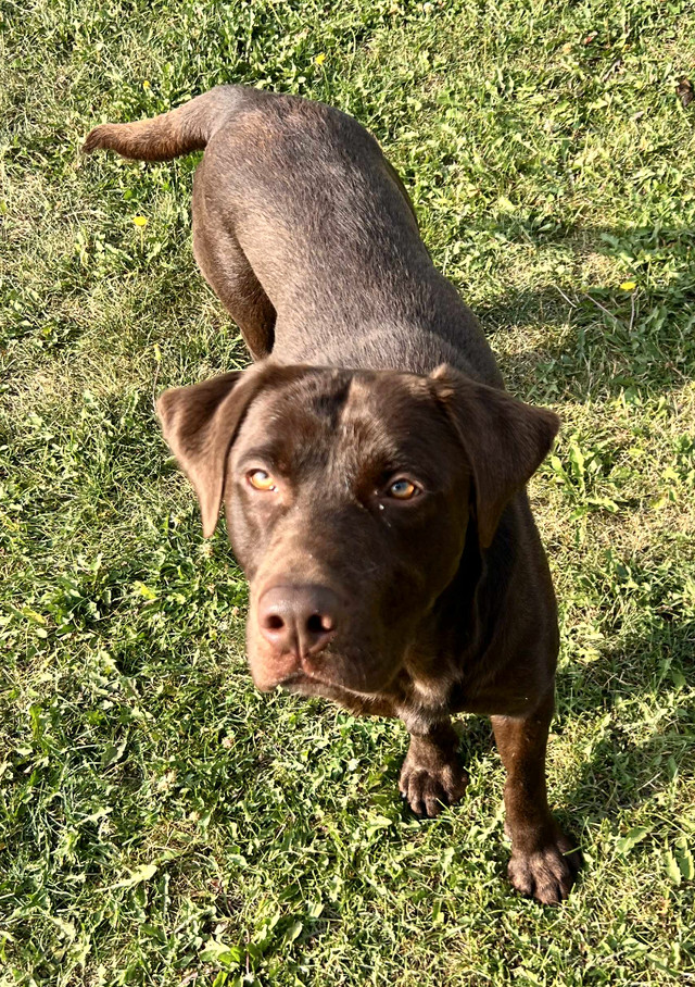 Labradors Entraîner / Trained Labradors dans Chiens et chiots à adopter  à Laval/Rive Nord - Image 3