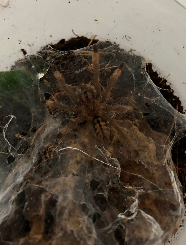 Tarantula - Trinidad Chevron in Small Animals for Rehoming in Burnaby/New Westminster - Image 3