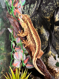 Male Gargoyle Gecko w/ terrarium