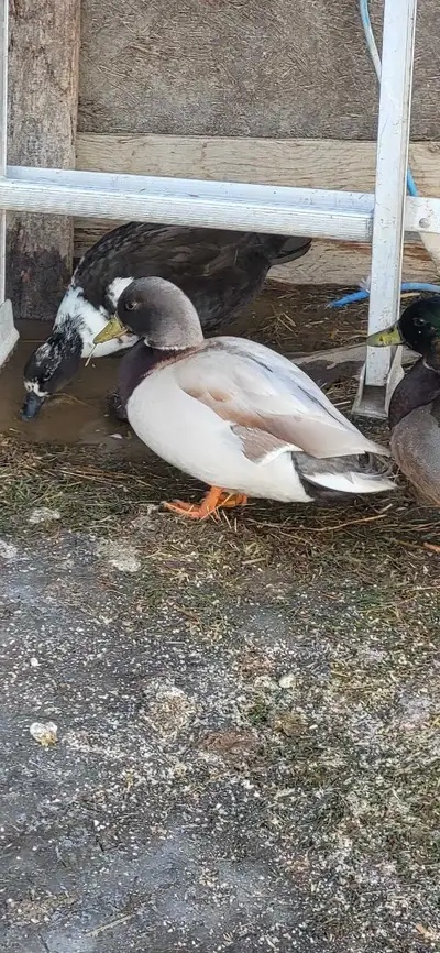 call drake, View more