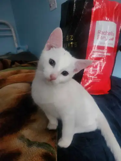 bébé chaton, View more