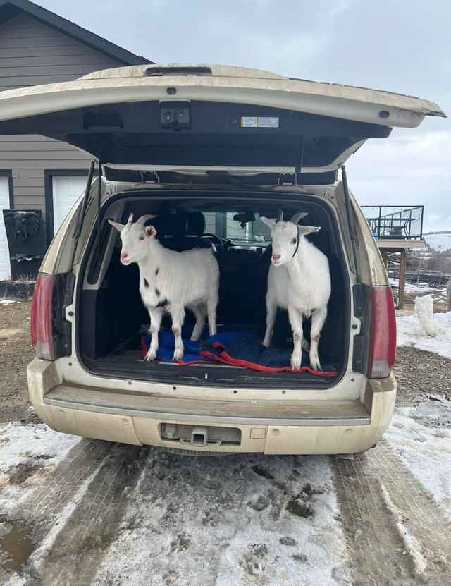 2, 2 year old fainting goats  in Livestock in La Ronge - Image 2