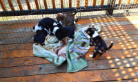 Border Collie Puppies from Creekside farm