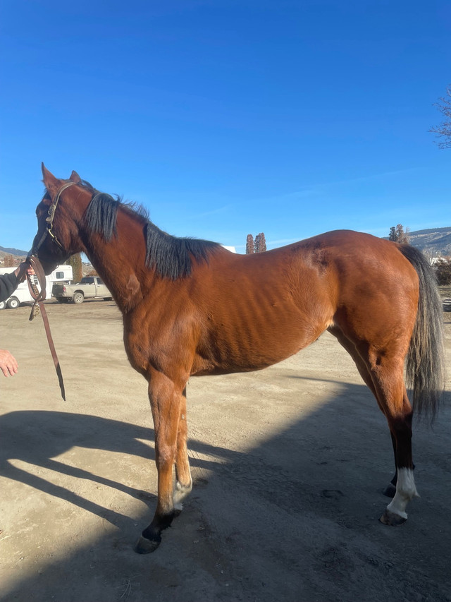 2020 filly  in Horses & Ponies for Rehoming in Kamloops - Image 2
