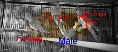 Healthy Cockatiels, View more