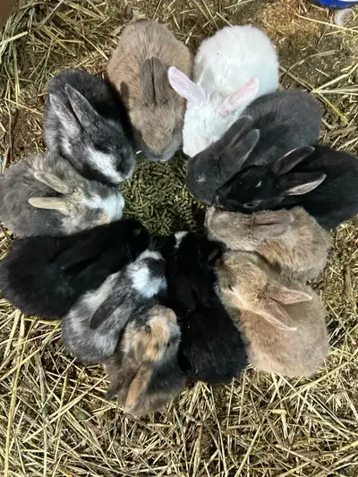 Bunnies available, View more