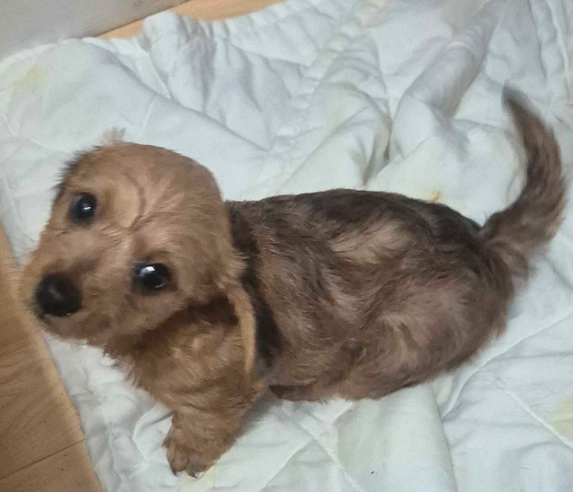 superbe petit teckel a poil long. Deux femelles et 1 mâles dans Chiens et chiots à adopter  à Laurentides - Image 2