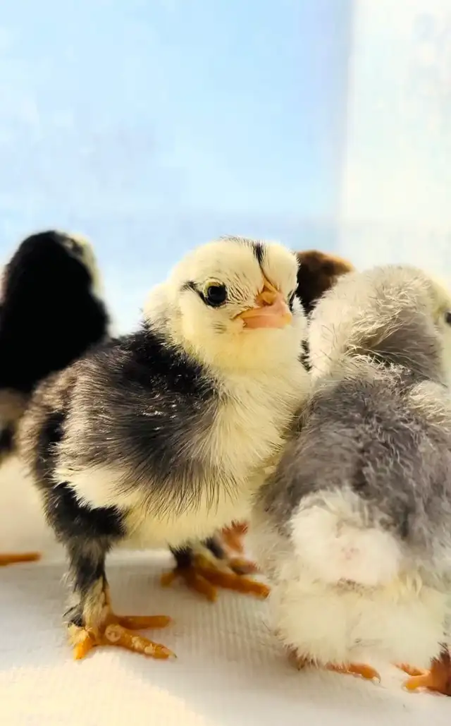 Bantam d”Uccle Hatching Eggs in Livestock in Yarmouth - Image 8